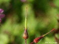 /album/robertskruid1/geranium-robertianum-vrucht-jpg1/